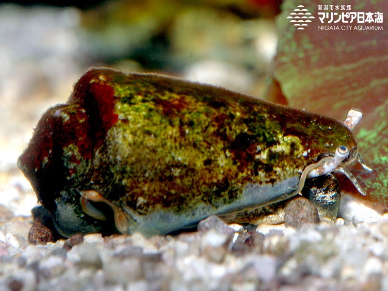 新潟市水族館 マリンピア日本海 生物図鑑 ≫ 「マガキガイ」